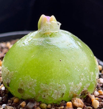 Conophytum marginatum ssp. littlewoodii ARM714B seeds