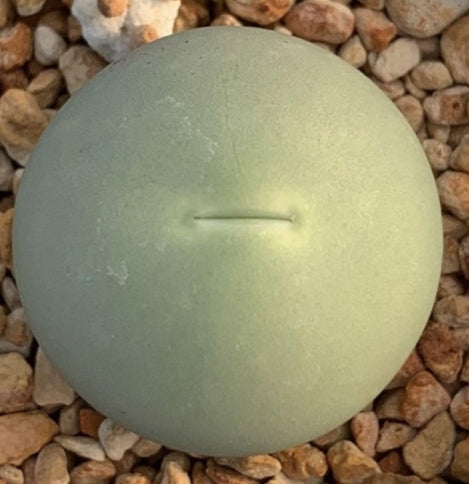 Conophytum calculus Jade seeds