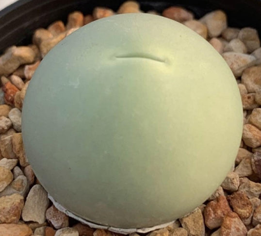 Conophytum calculus Jade seeds