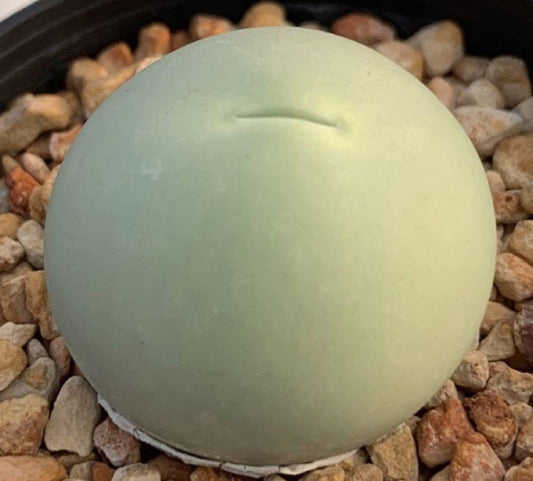 Conophytum calculus Jade seeds
