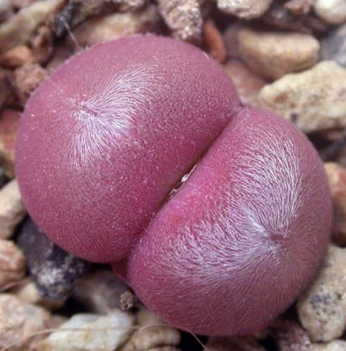 Conophytum depressum ssp.predarans CR1563 seeds