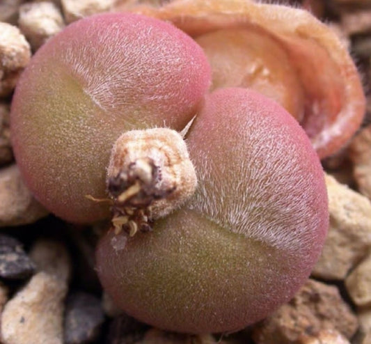 Conophytum depressum ssp.predarans CR1563 seeds