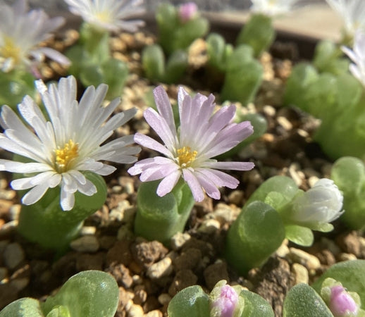 Conophytum devium ssp stiriiferum B+H2298 Geelberg seeds