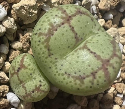 Conophytum ficiforme ‘monkey mask’ seeds
