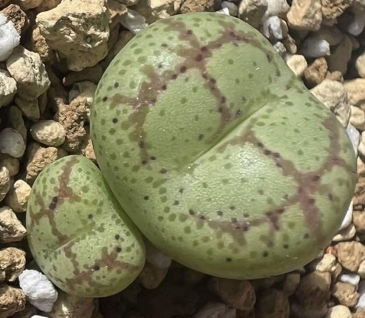 Conophytum ficiforme ‘monkey mask’ seeds