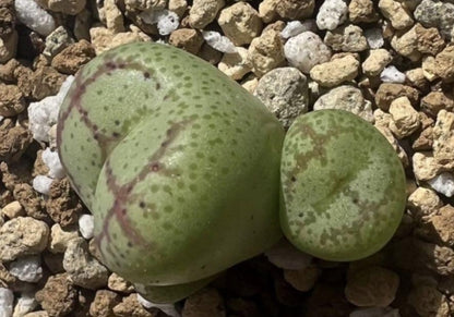Conophytum ficiforme ‘monkey mask’ seeds