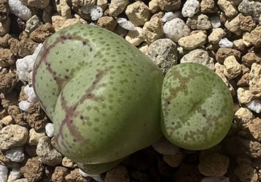 Conophytum ficiforme ‘monkey mask’ seeds