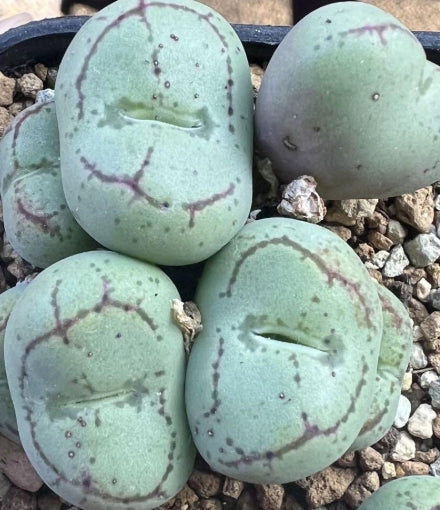 Conophytum ficiforme fossuiatum CR1527 seeds
