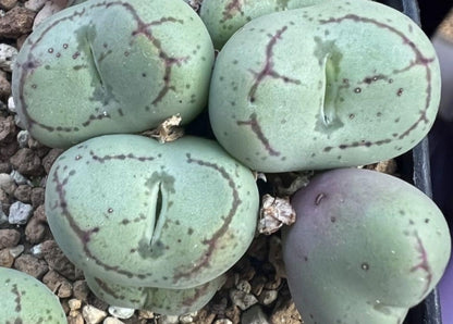 Conophytum ficiforme fossuiatum CR1527 seeds