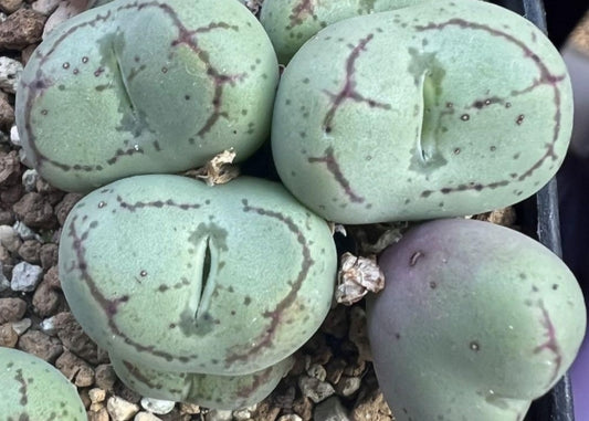 Conophytum ficiforme fossuiatum CR1527 seeds