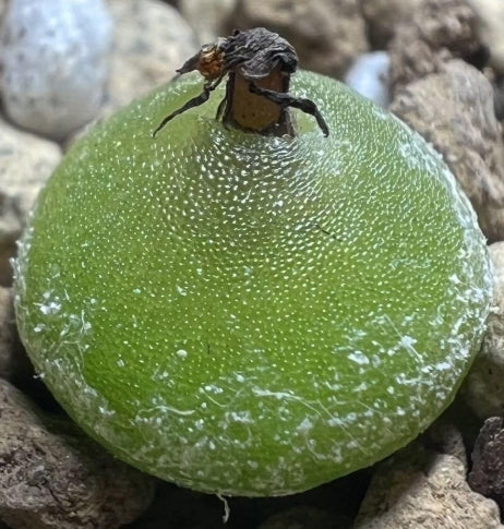 Conophytum hammeri seeds
