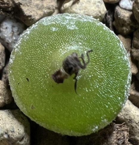 Conophytum hammeri seeds