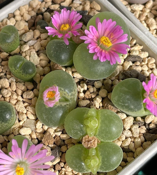 Conophytum limpidum seeds