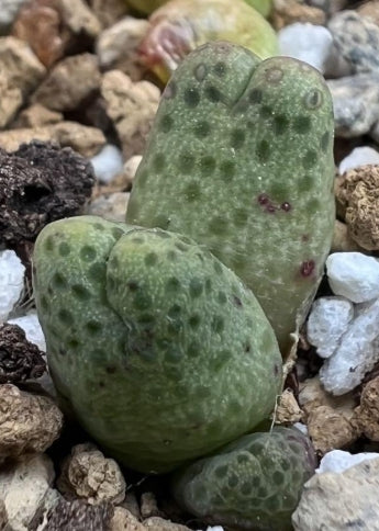 Conophytum marginatum Var Karamoepense aggeneys seeds