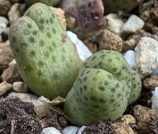 Conophytum marginatum Var Karamoepense aggeneys seeds