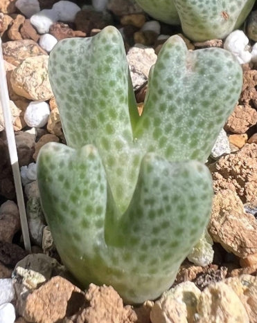 Conophytum marginatum ssp. littlewoodii ARM714B seeds