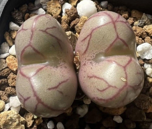 Conophytum marnierianum S.Hammer seeds