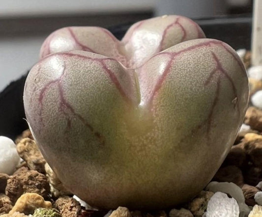 Conophytum marnierianum S.Hammer seeds