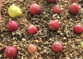 Conophytum maughanii red latum seeds