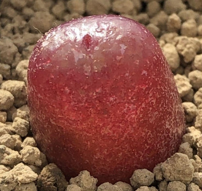 Conophytum maughanii seeds