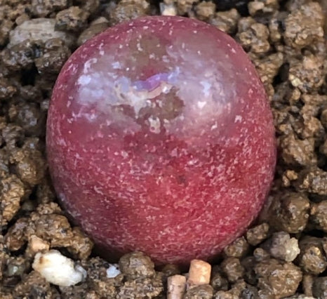 Conophytum maughanii seeds