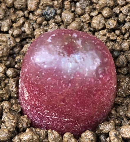 Conophytum maughanii seeds
