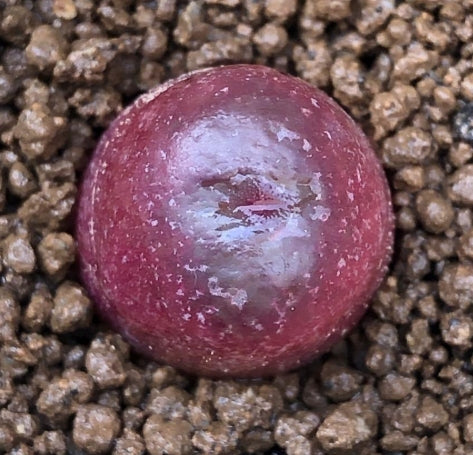 Conophytum maughanii seeds