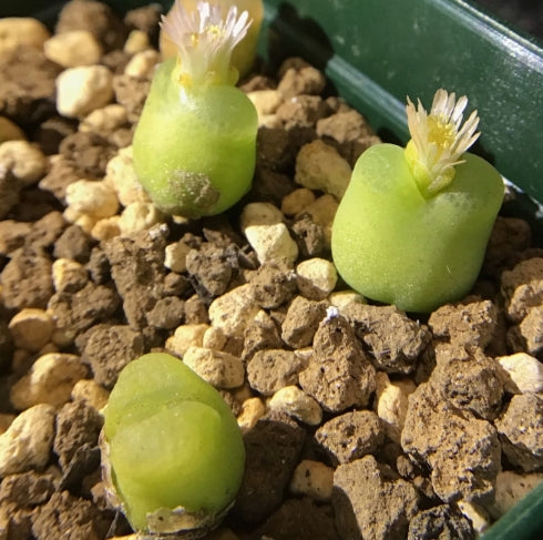 Conophytum maughanii ssp. latum SB1495 Jakkalswater, pale dwarf form seeds