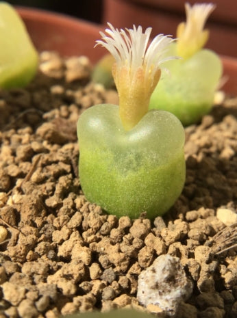 Conophytum maughanii ssp. latum SB1495 Jakkalswater, pale dwarf form seeds