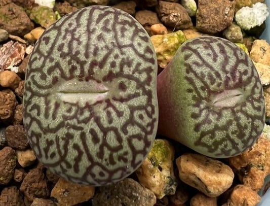 Conophytum minimum wittebergense 'Karakusa' seeds