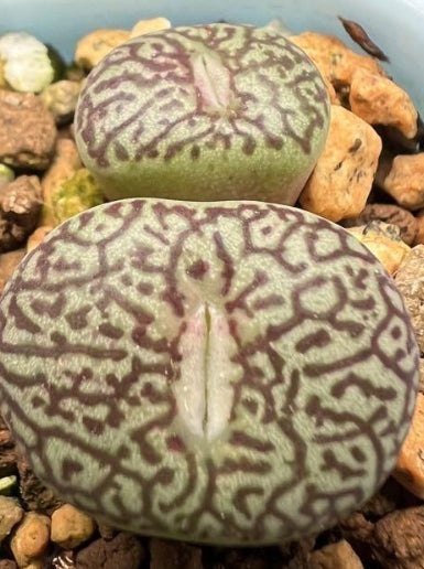Conophytum minimum wittebergense 'Karakusa' seeds