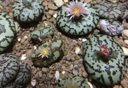 Conophytum obcordellum ursprungianum seeds