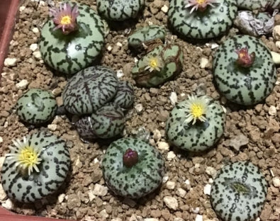 Conophytum obcordellum ursprungianum seeds