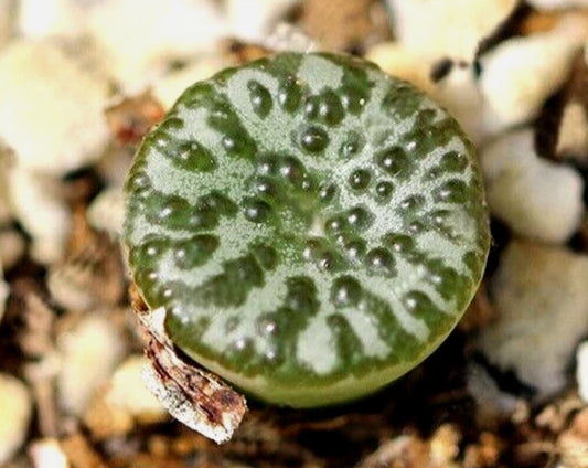 Conophytum obcoredllum seeds