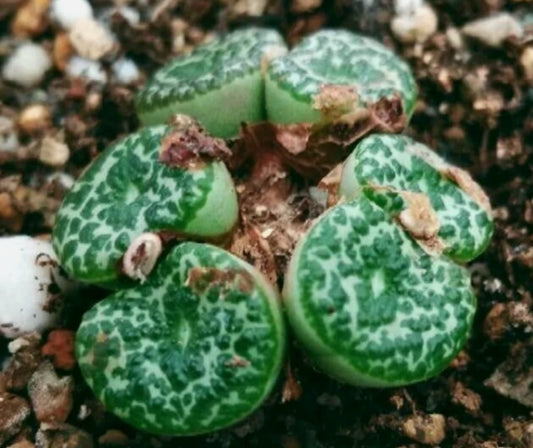 Conophytum obcoredllum seeds