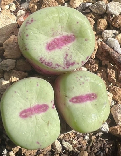 Conophytum pageae albiflorum RR723 seeds