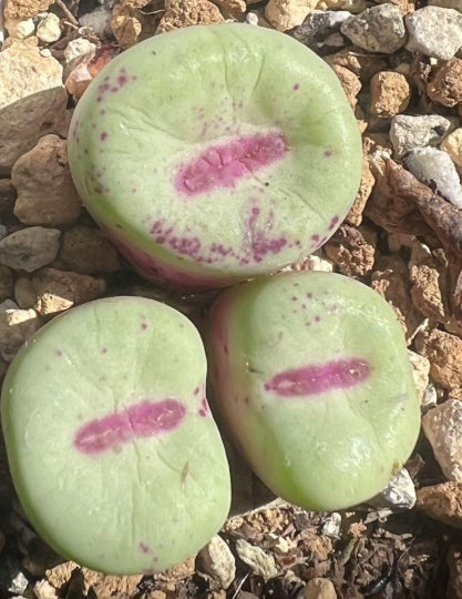 Conophytum pageae albiflorum RR723 seeds