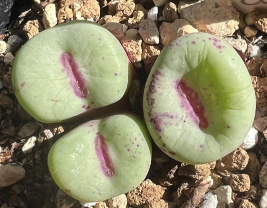 Conophytum pageae albiflorum RR723 seeds