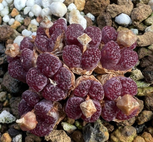 Conophytum pellucidum v.neohallii 'Makin's Plum' seeds