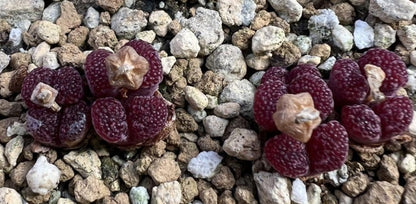 Conophytum pellucidum v.neohallii 'Makin's Plum' seeds