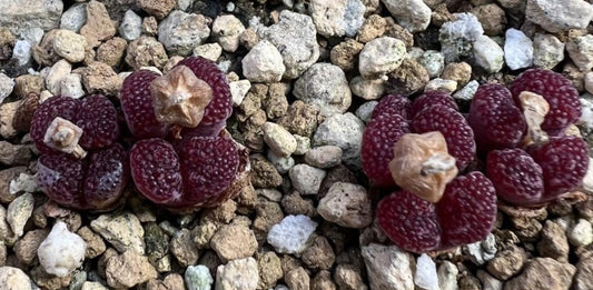 Conophytum pellucidum v.neohallii 'Makin's Plum' seeds