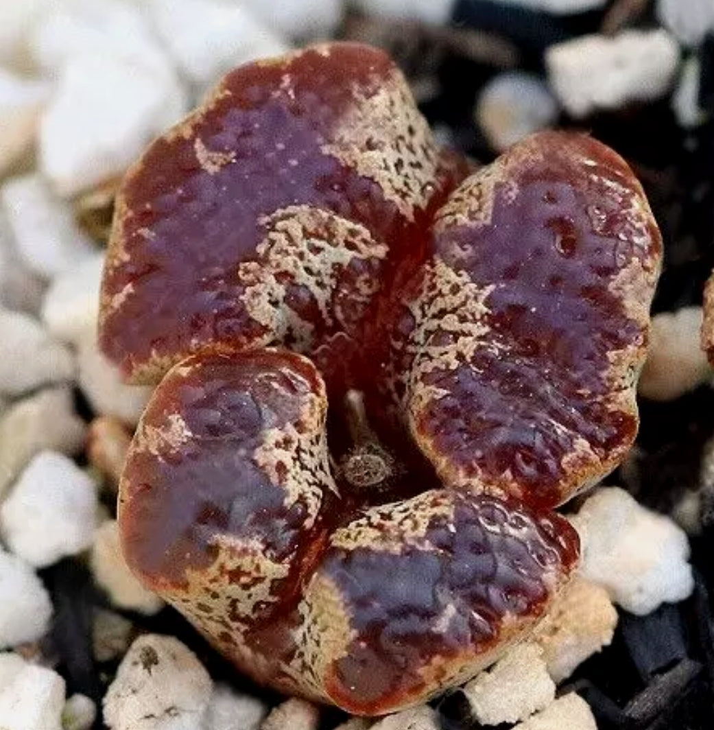 Conophytum pellucidum var terricolor seeds