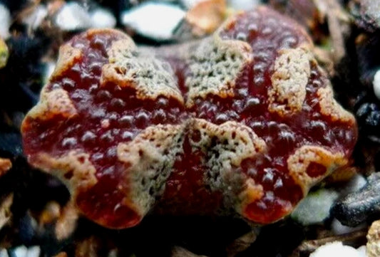 Conophytum pellucidum var terricolor seeds