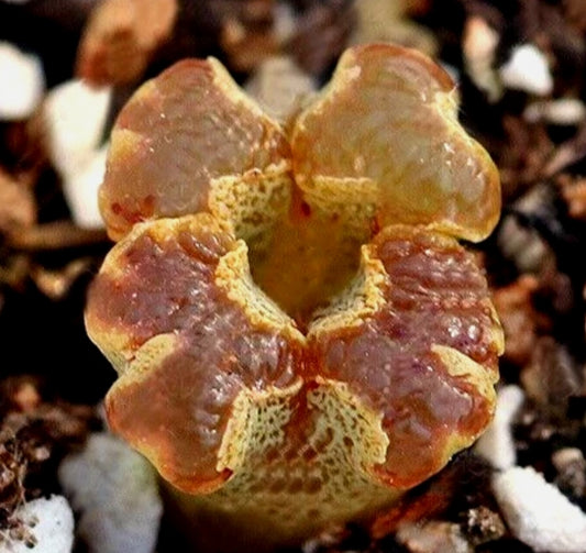 Conophytum pellucidum var terricolor seeds