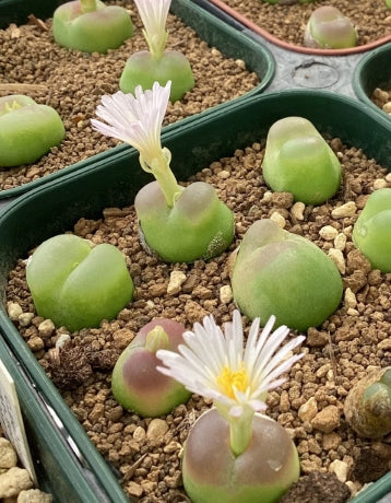 Conophytum ratum seeds