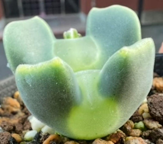 Conophytum regale SB793 seeds