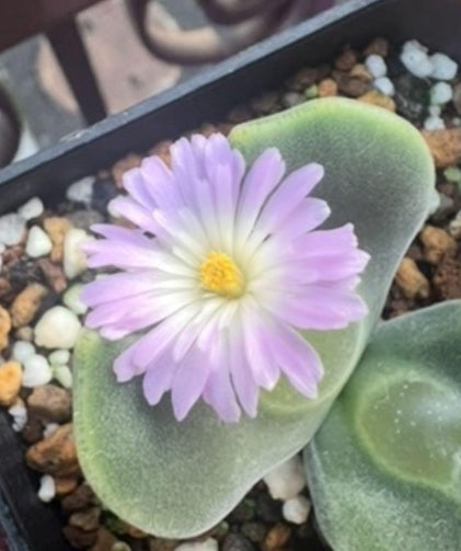 Conophytum regale SB793 seeds