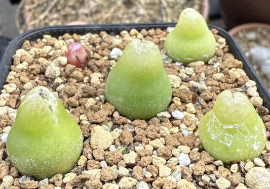 Conophytum subterraneum TJ62 N Eksteenfontein seeds