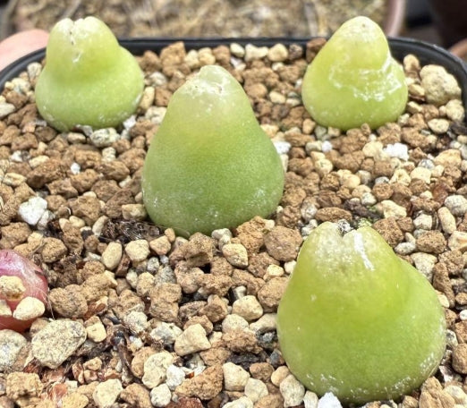 Conophytum subterraneum TJ62 N Eksteenfontein seeds