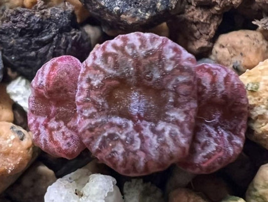 Conophytum swanepoelianum ssp.rubrolineatum RR1398 seeds